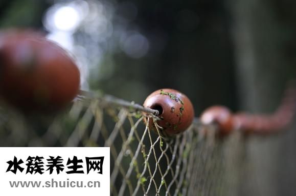 孕婦吃草魚怎么做好