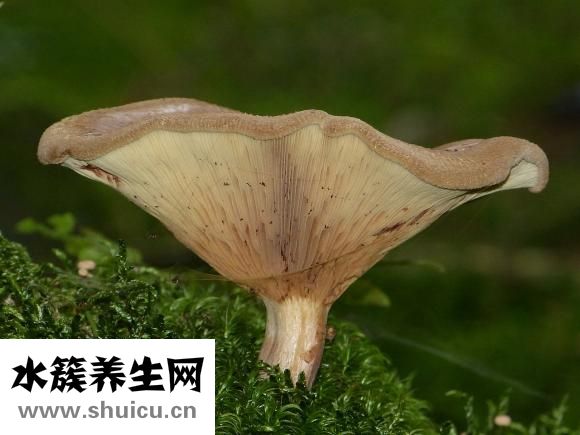 蘑菇街怎么消聊聊