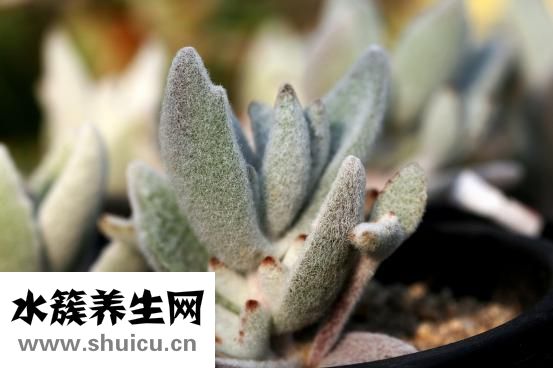 煮肉硝放多會怎么