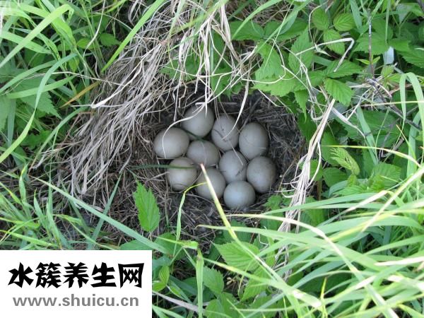 怎么避免在外吃飯