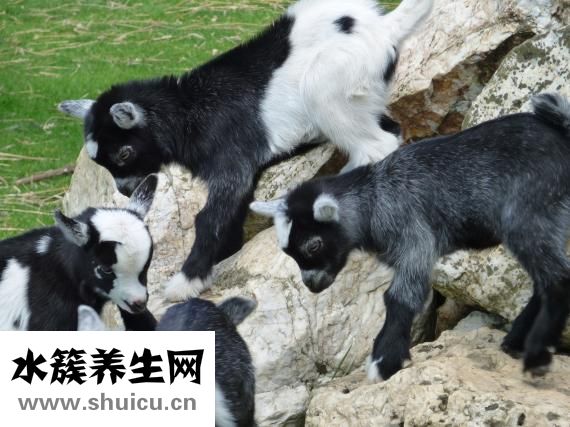 嬰兒臉黃是怎么回事