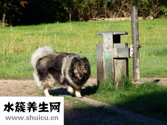 怎么給松獅驅(qū)螨蟲