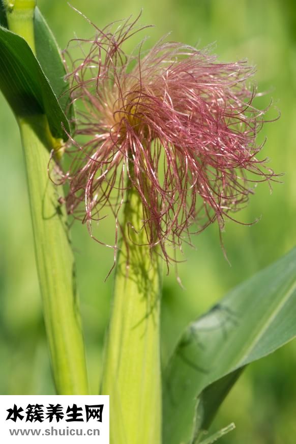 火龍果怎么加熱