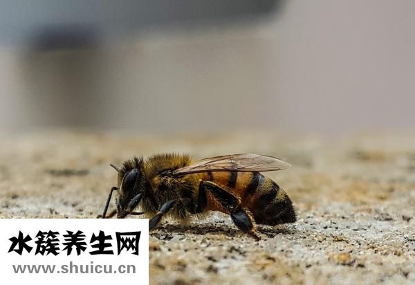 被蜜蜂群攻時怎么辦