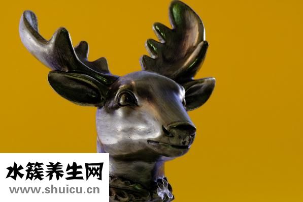 枸杞鹿茸酒怎么泡