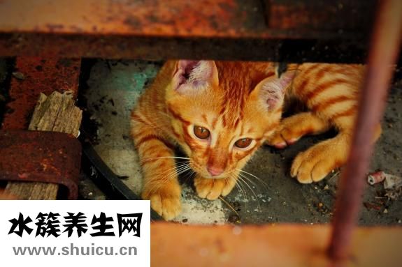 怎么讓汗毛變細(xì)