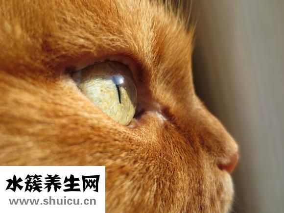 眼睛打青了怎么消除