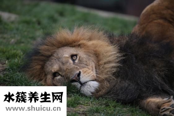 獅子的臉怎么畫