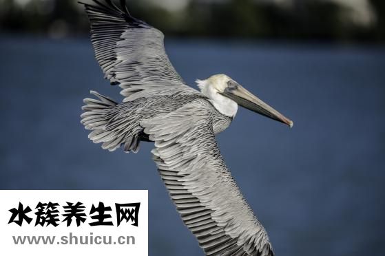 孕婦怎么吃陳皮