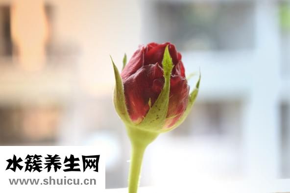 胸罩男人怎么穿