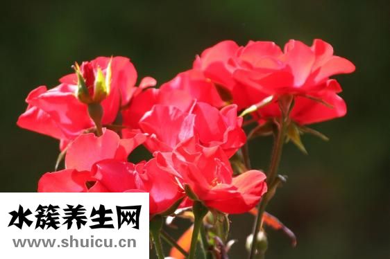 病人喝的雞湯怎么做