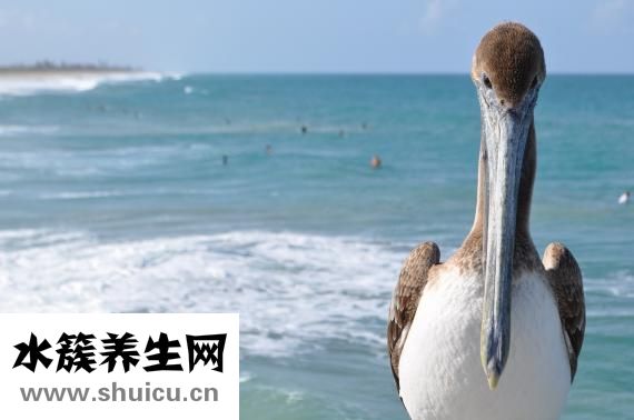 女性衛生巾怎么用