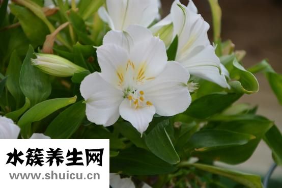 病人喝的雞湯怎么做