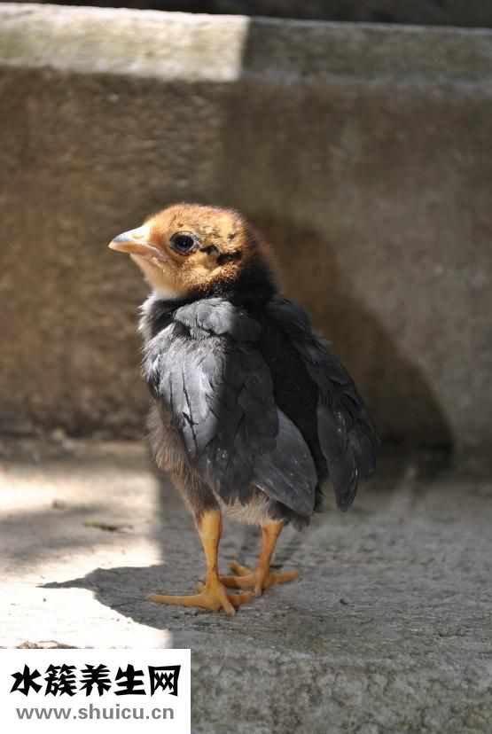 病人喝的雞湯怎么做