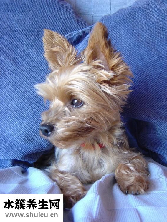 怎么清潔寵物耳朵