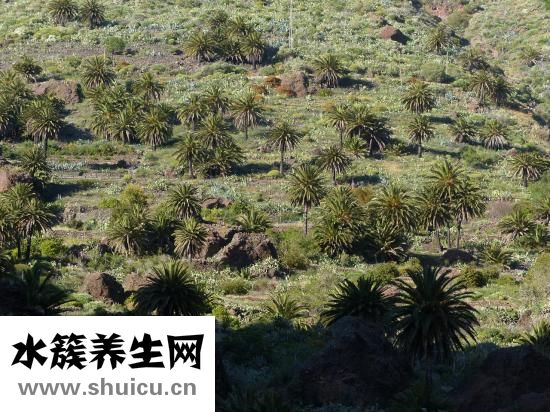 庫爾勒梨怎么挑