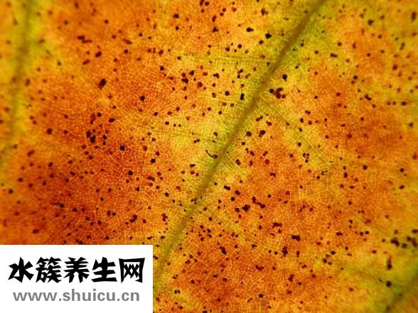 羊水深度怎么看