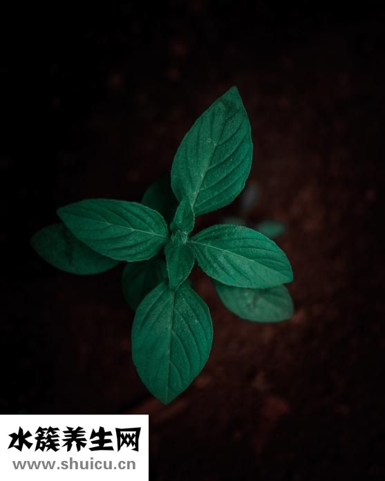 怎么洗頭預防脫發