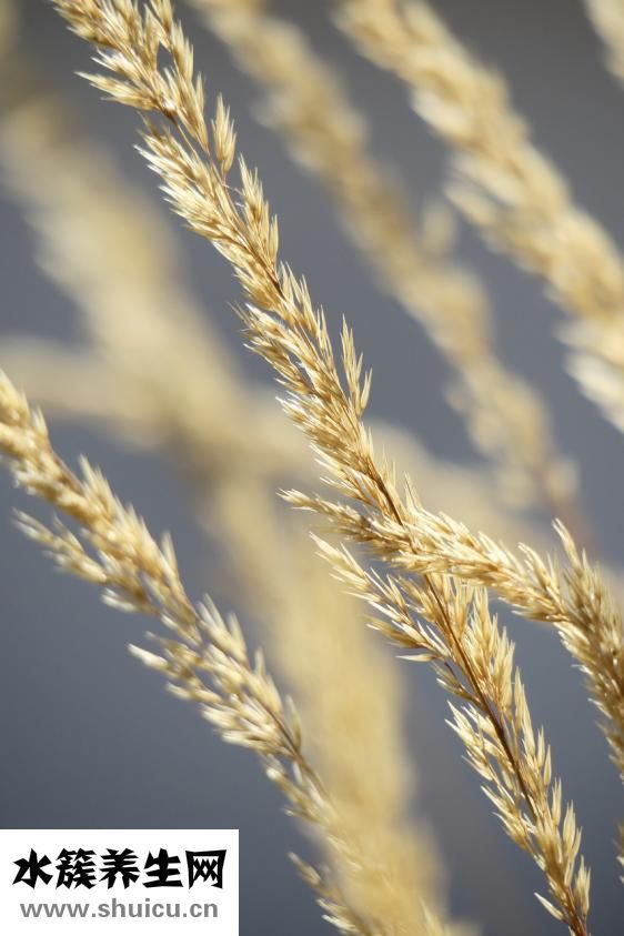 艾葉生姜水怎么熬