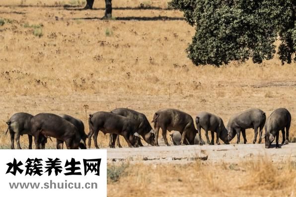 焯好的白菜怎么做餡