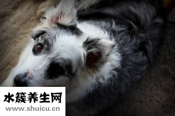 邊牧怎么補(bǔ)鈣