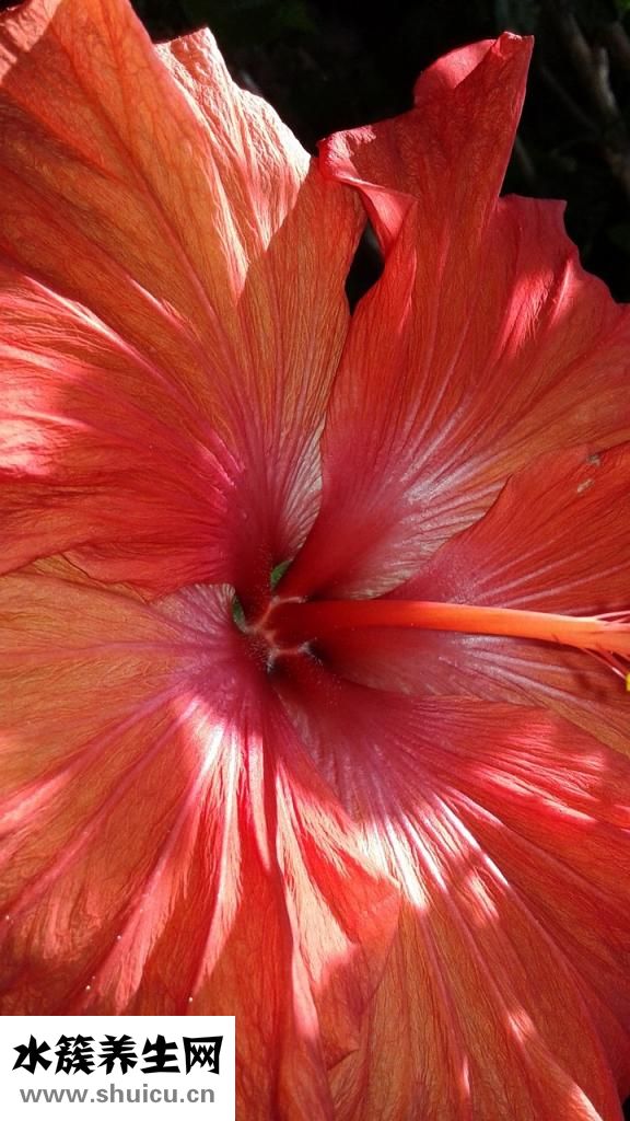 處女私處很黑怎么辦