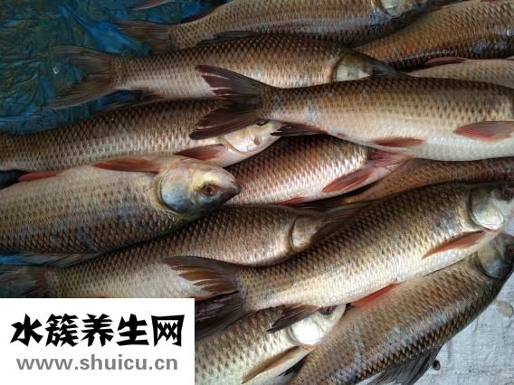 小田魚(yú)怎么養(yǎng)
