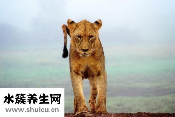 家養甲魚怎么冬眠