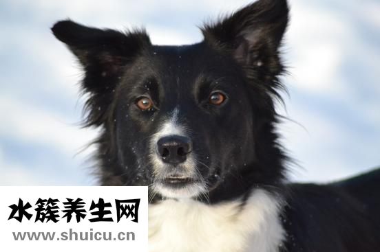 邊牧怎么補(bǔ)鈣