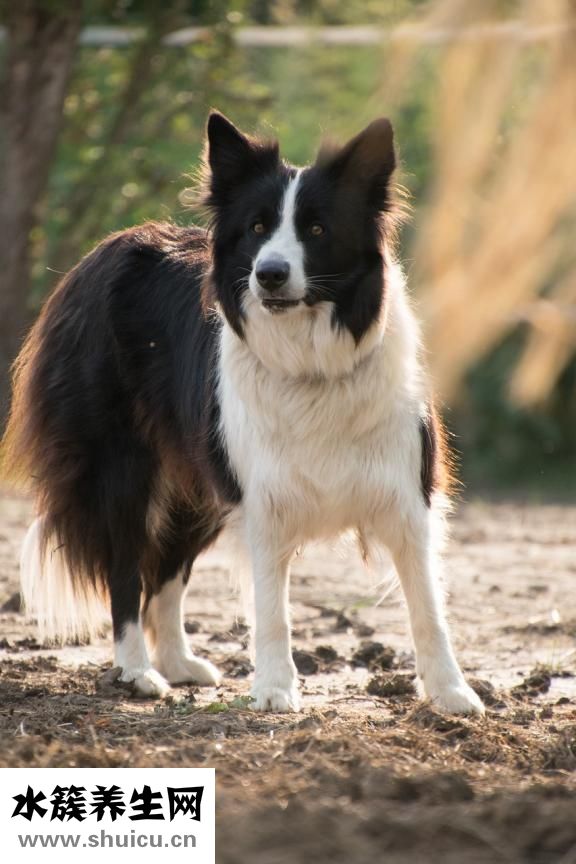 邊牧怎么補(bǔ)鈣