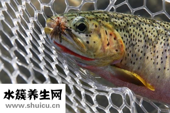 小田魚(yú)怎么養(yǎng)