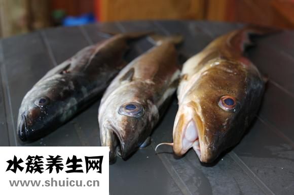 小田魚(yú)怎么養(yǎng)