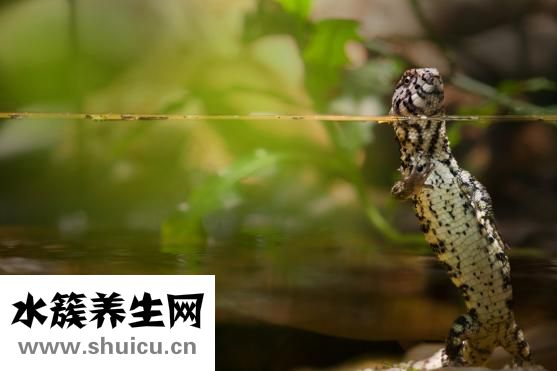 害怕壁虎怎么辦