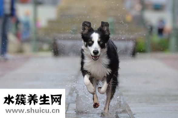 邊牧怎么補(bǔ)鈣