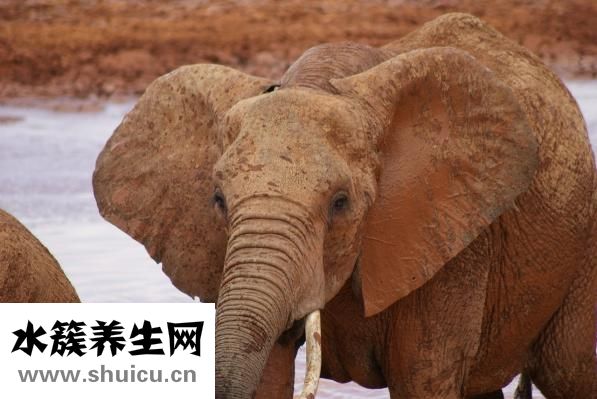 家養甲魚怎么冬眠