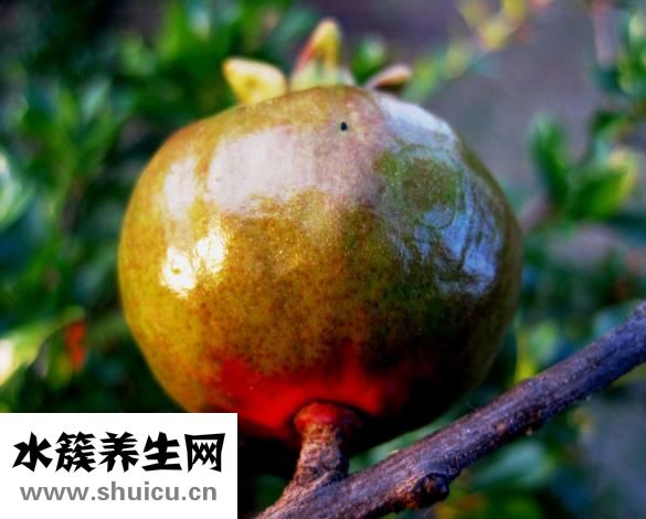 寶寶怎么吃石榴