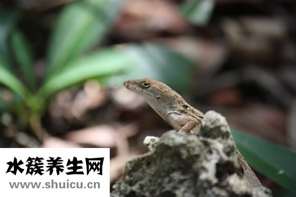 害怕壁虎怎么辦