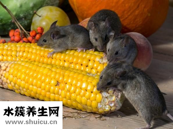 格力犬怎么查詢血統