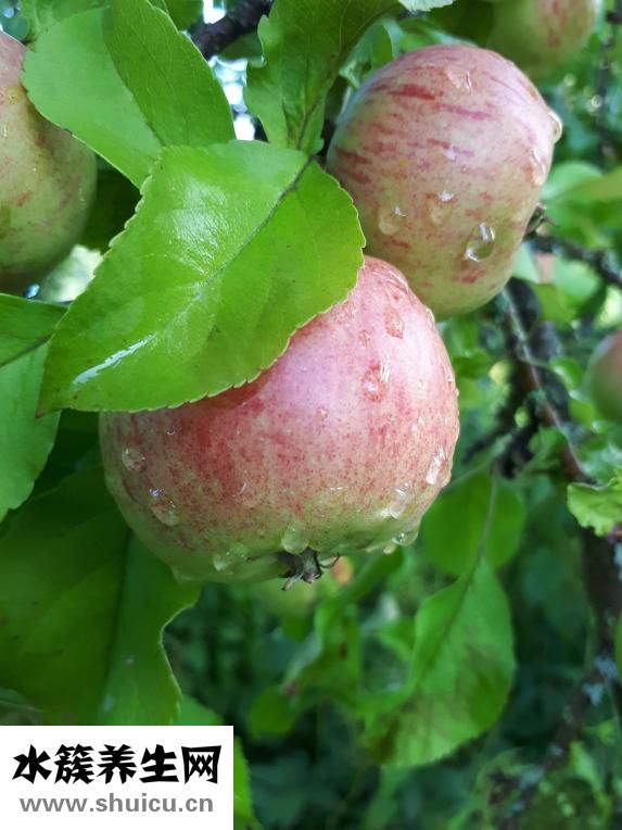 新鮮鯧魚怎么保存