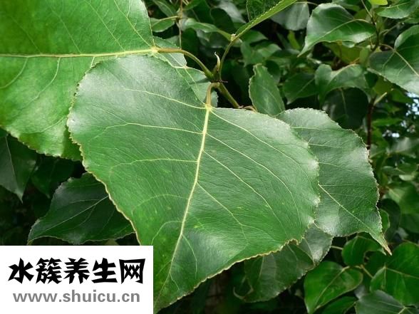 菠菜怎么炒不澀