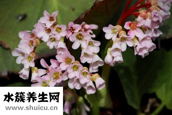 焯好的白菜怎么做餡