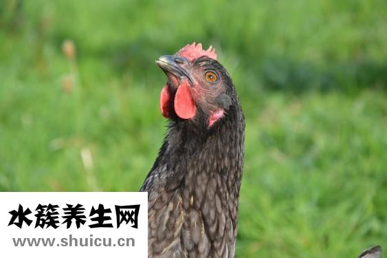 小雞仔怎么分公母