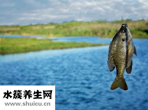 小田魚(yú)怎么養(yǎng)