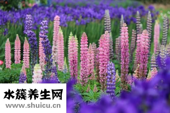 花期參長蟲怎么辦