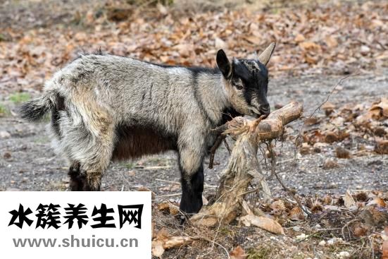 狗狗哮喘癥病怎么辦