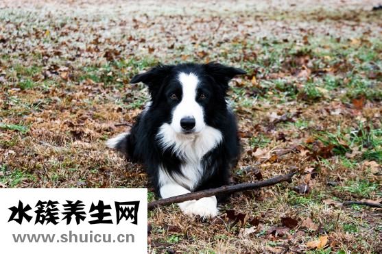 邊牧怎么補(bǔ)鈣