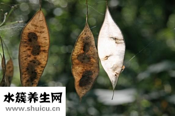 怎么種植爪萎仁