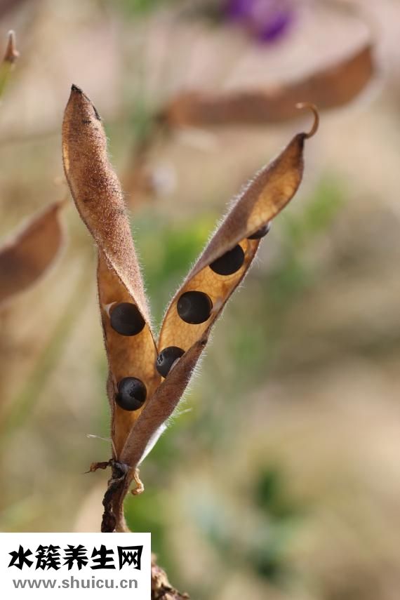 豆芽夾是怎么火的