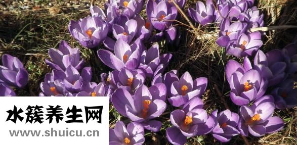 藏紅花應該怎么吃