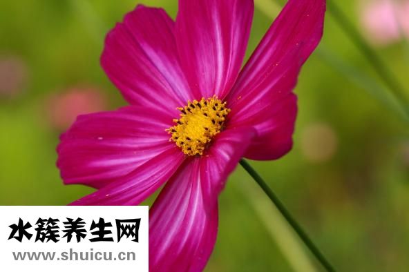 紫花地丁曬干怎么用